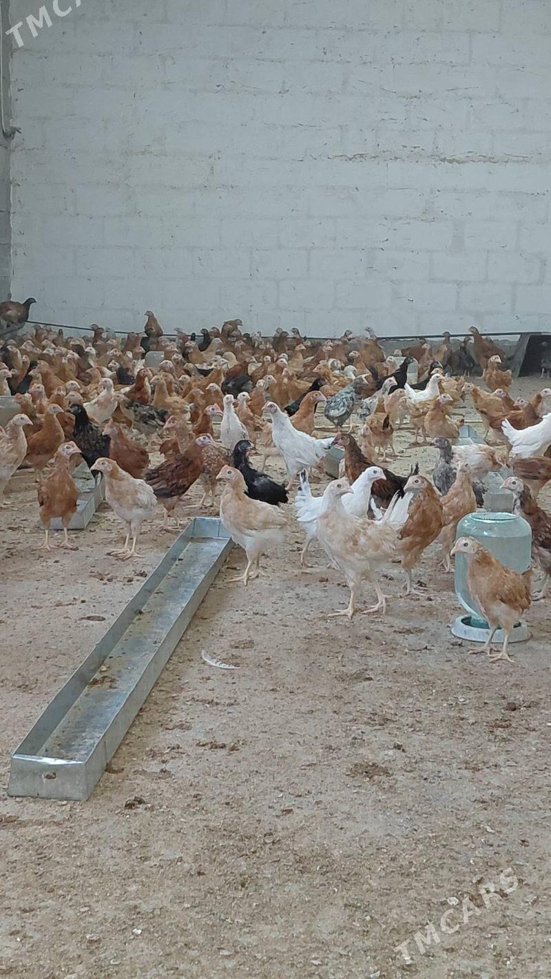 juyje - Gökdepe - img 2