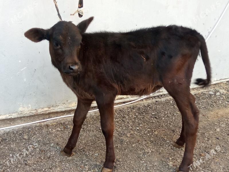 goleli sygyr - Çoganly - img 4