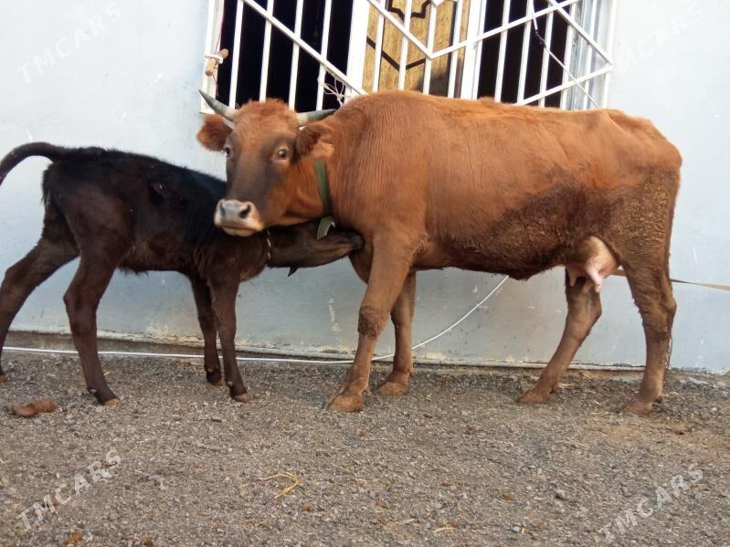 goleli sygyr - Çoganly - img 1