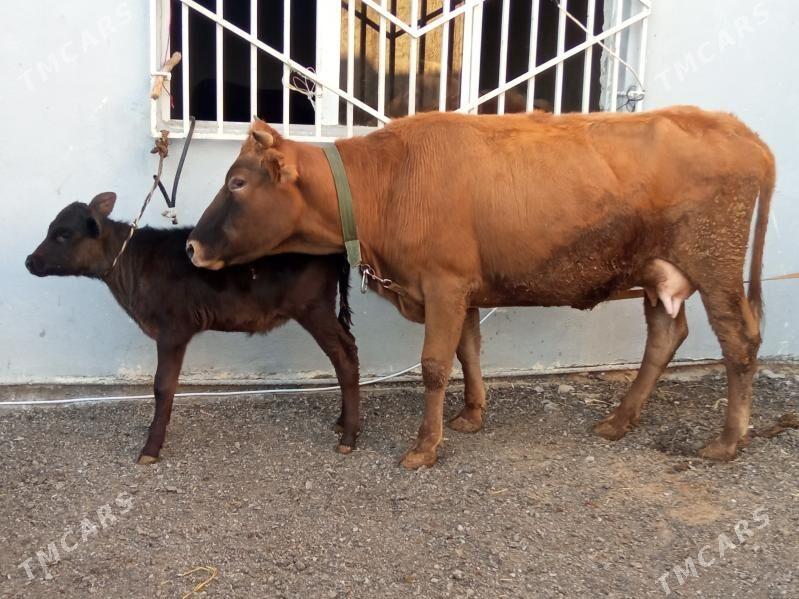 goleli sygyr - Çoganly - img 3