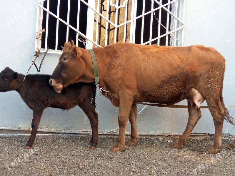 goleli sygyr - Çoganly - img 2