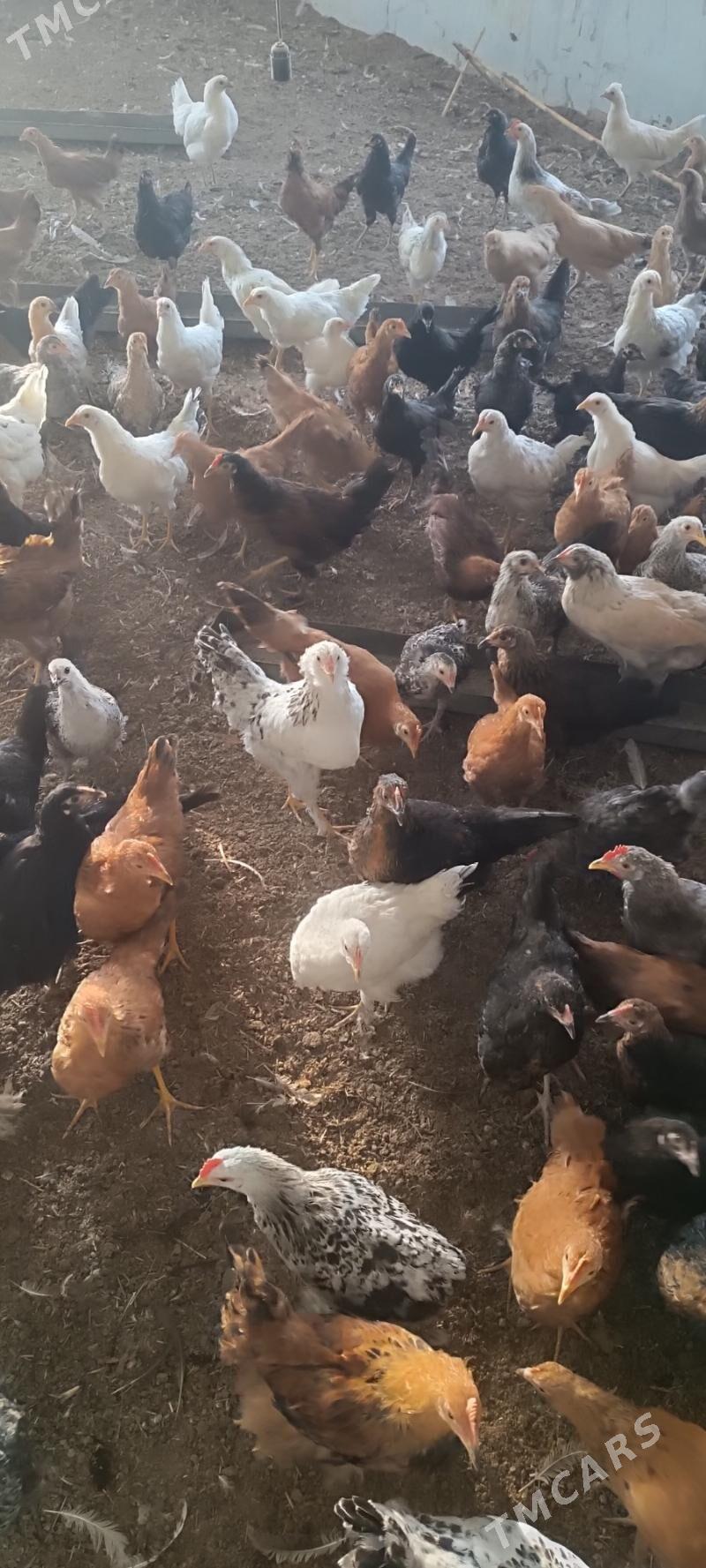 towuk horaz - Мары - img 2