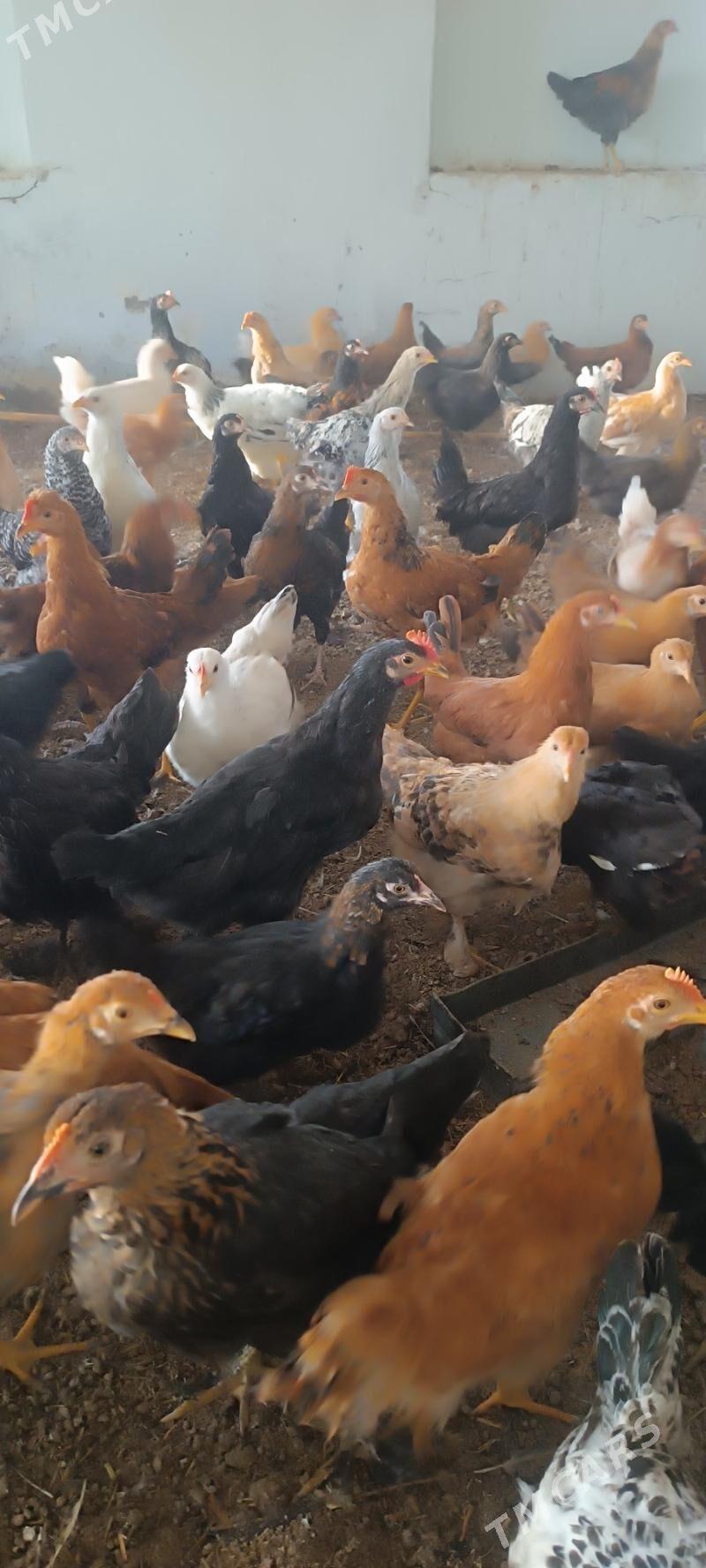 towuk horaz - Мары - img 1