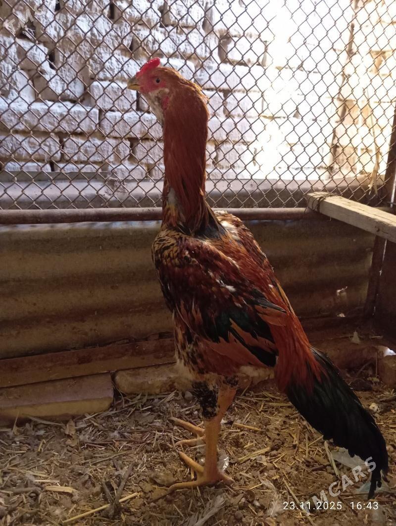 SAGAL HORAZ - Мургап - img 6