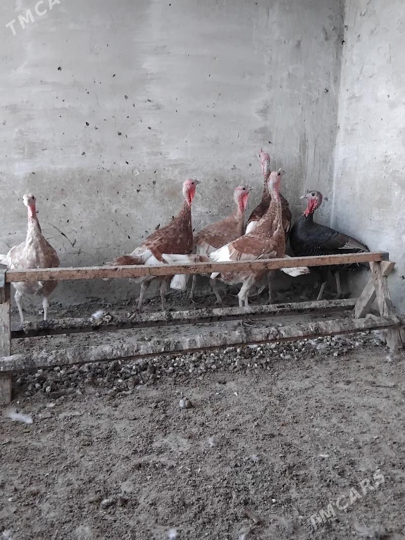 indiÿuk - Бахарден - img 3