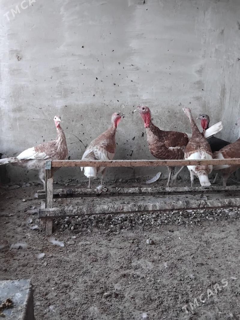 indiÿuk - Бахарден - img 2