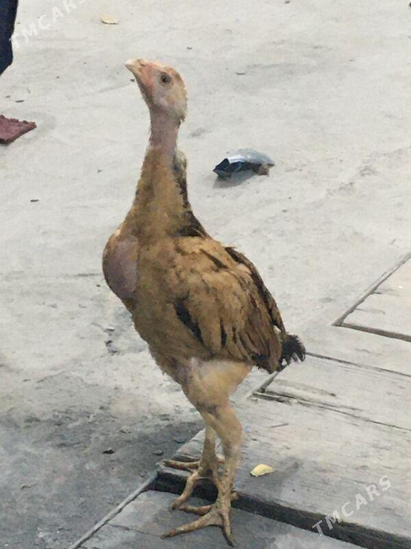 juyje - Хитровка - img 1