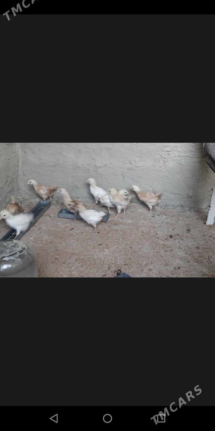 juyje jüýje - Бахарден - img 3