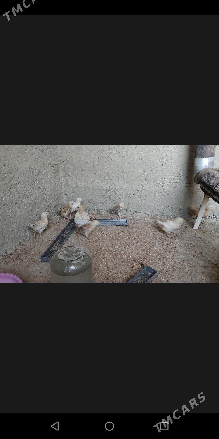 juyje jüýje - Бахарден - img 2