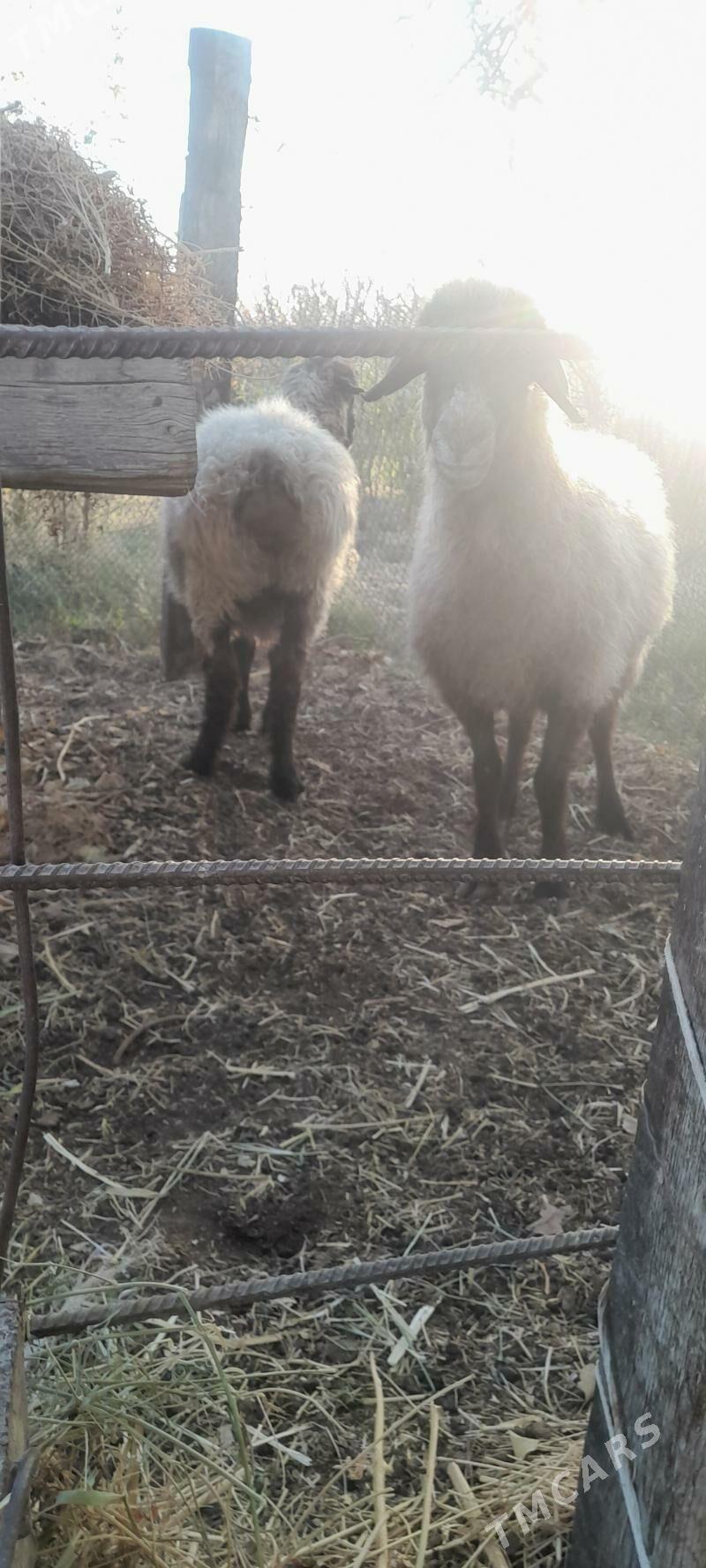 goyunlar - Бахарден - img 3