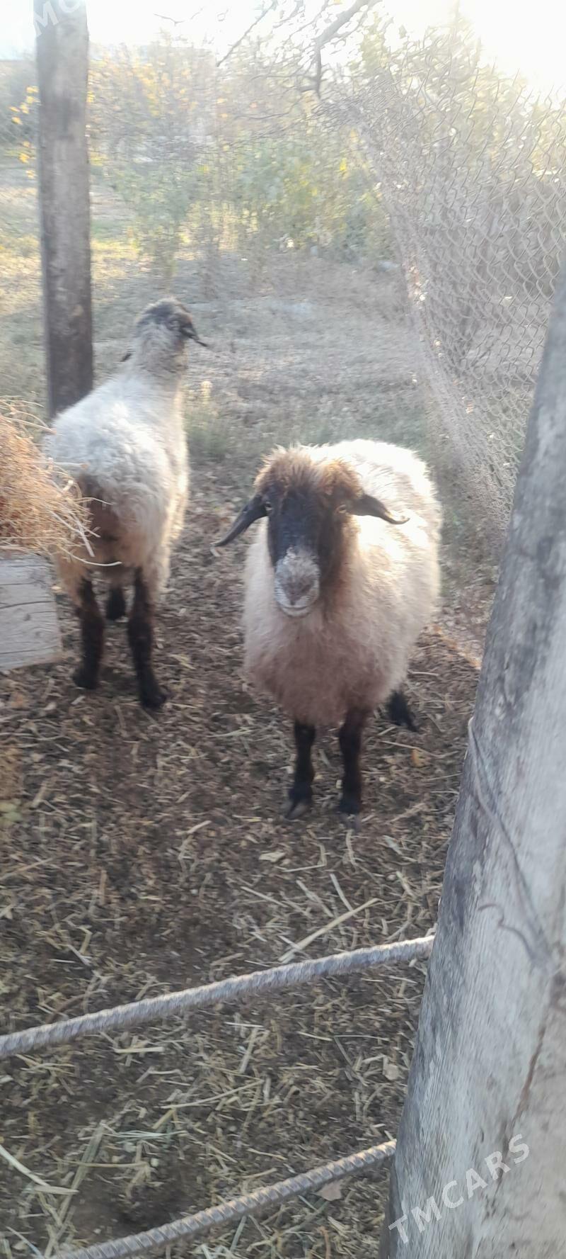 goyunlar - Бахарден - img 6