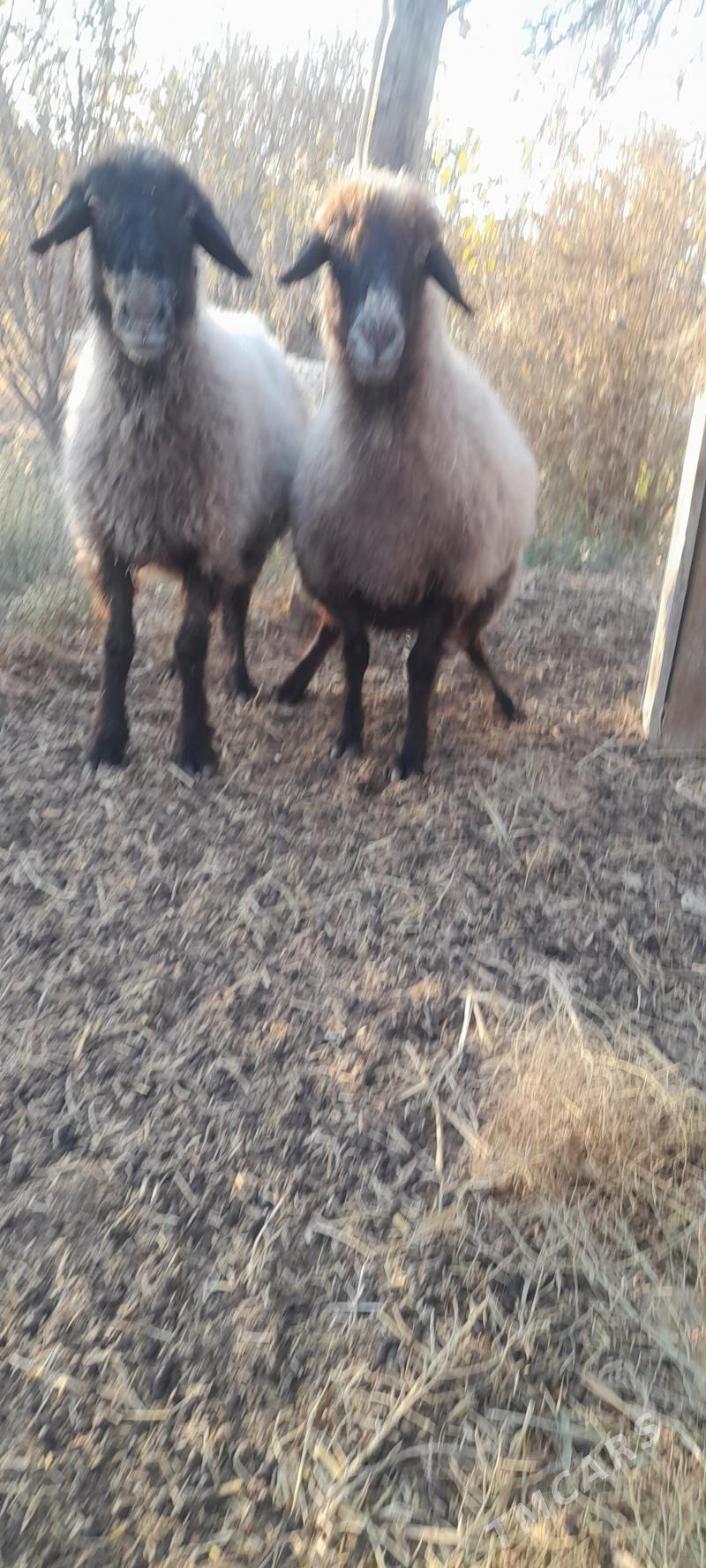 goyunlar - Бахарден - img 4