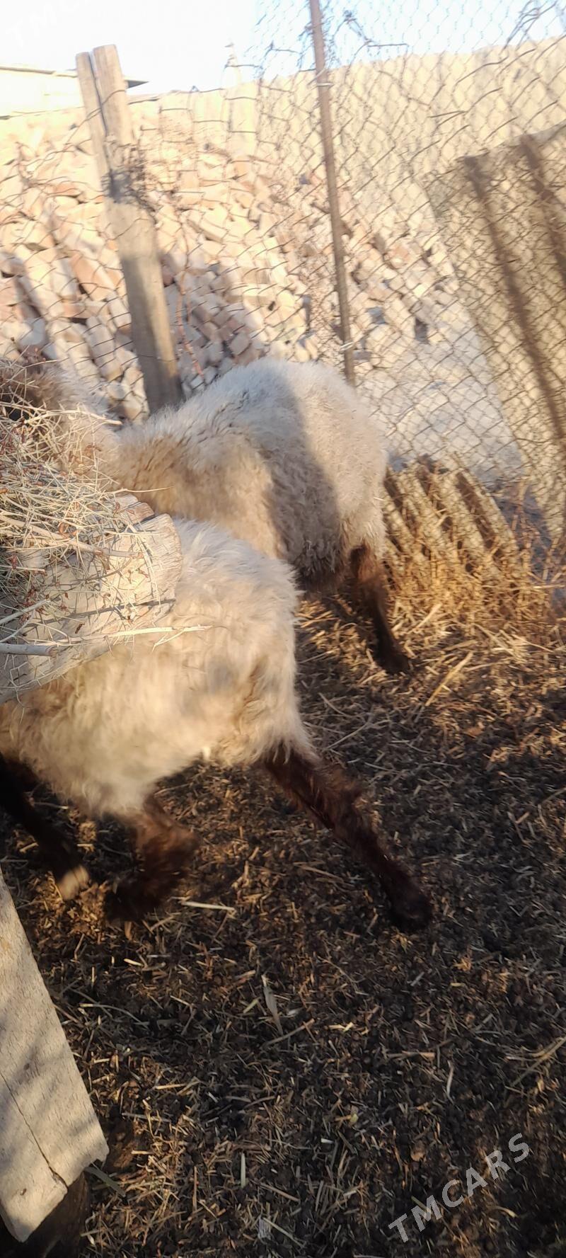 goyunlar - Бахарден - img 5