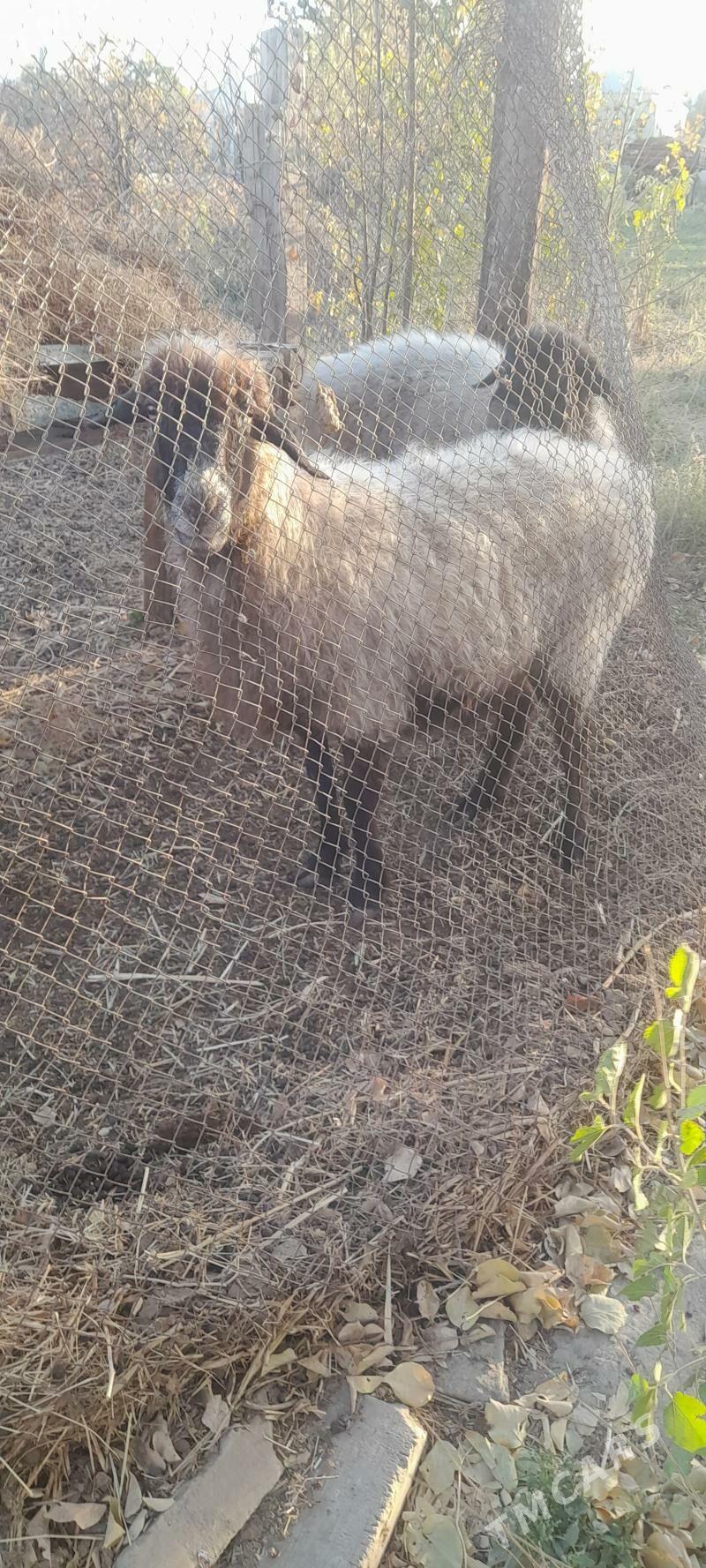 goyunlar - Бахарден - img 7