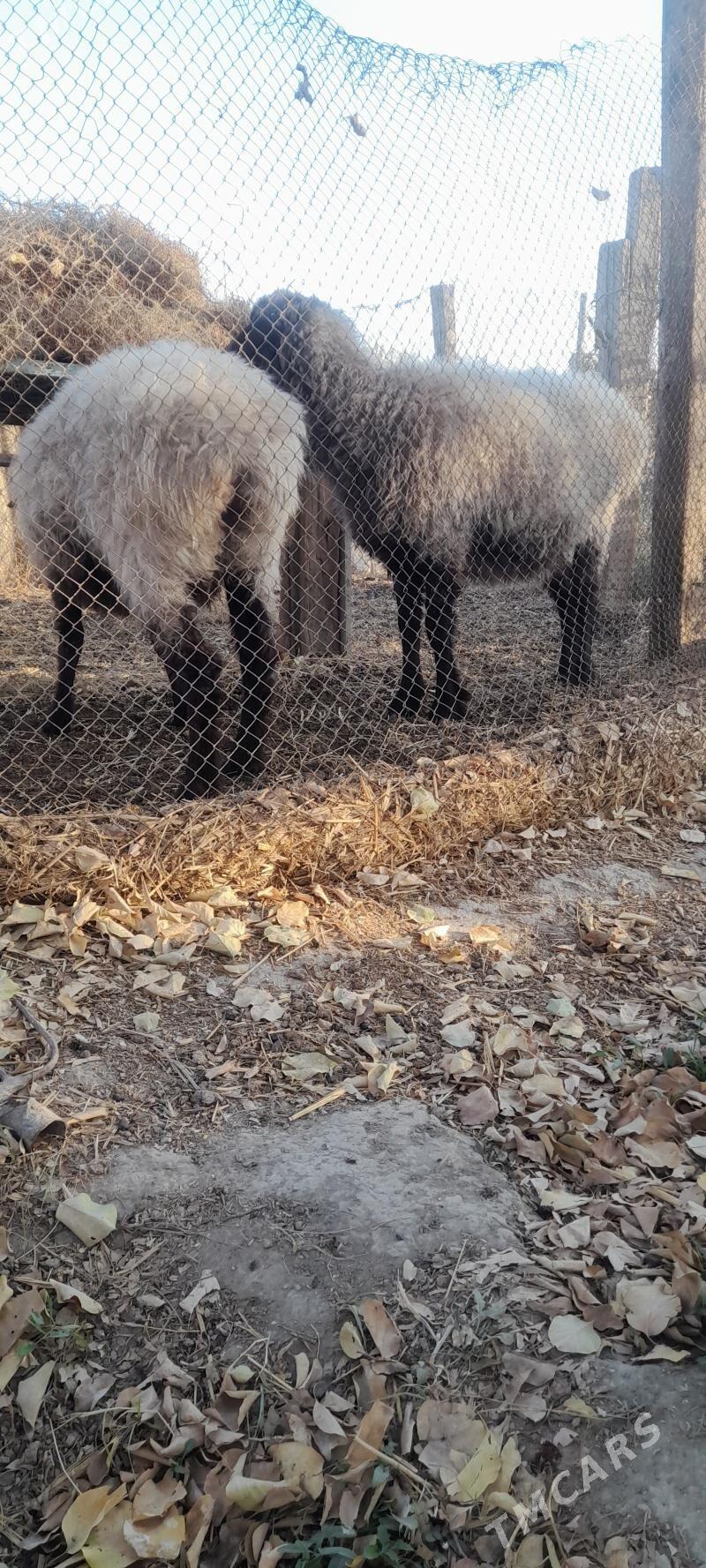 goyunlar - Бахарден - img 2