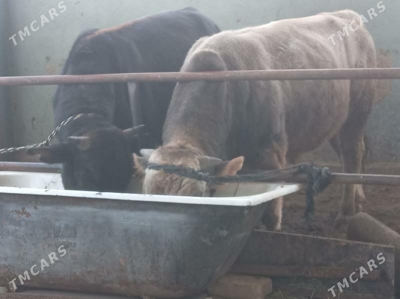 uly 2.okiz - Бузмеин - img 2