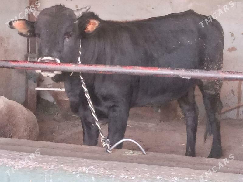 uly 2.okiz - Бузмеин - img 4