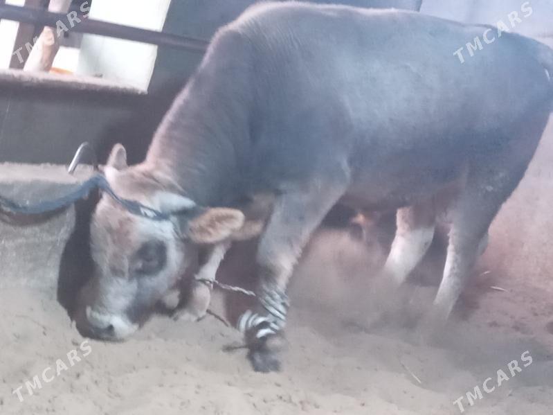 uly 2.okiz - Бузмеин - img 3