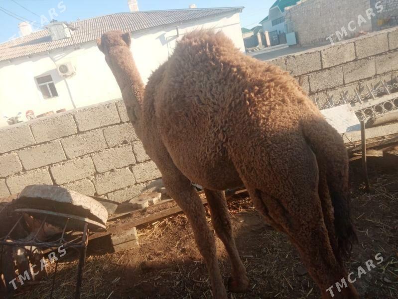 Torum - Балканабат - img 1