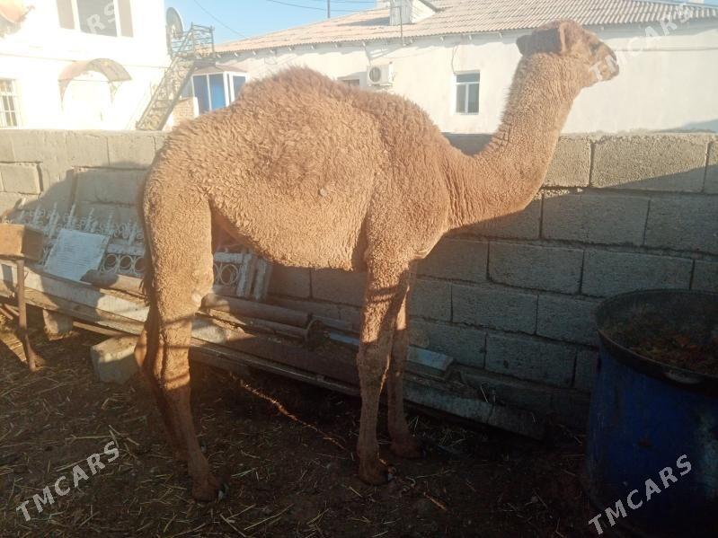 Torum - Балканабат - img 3