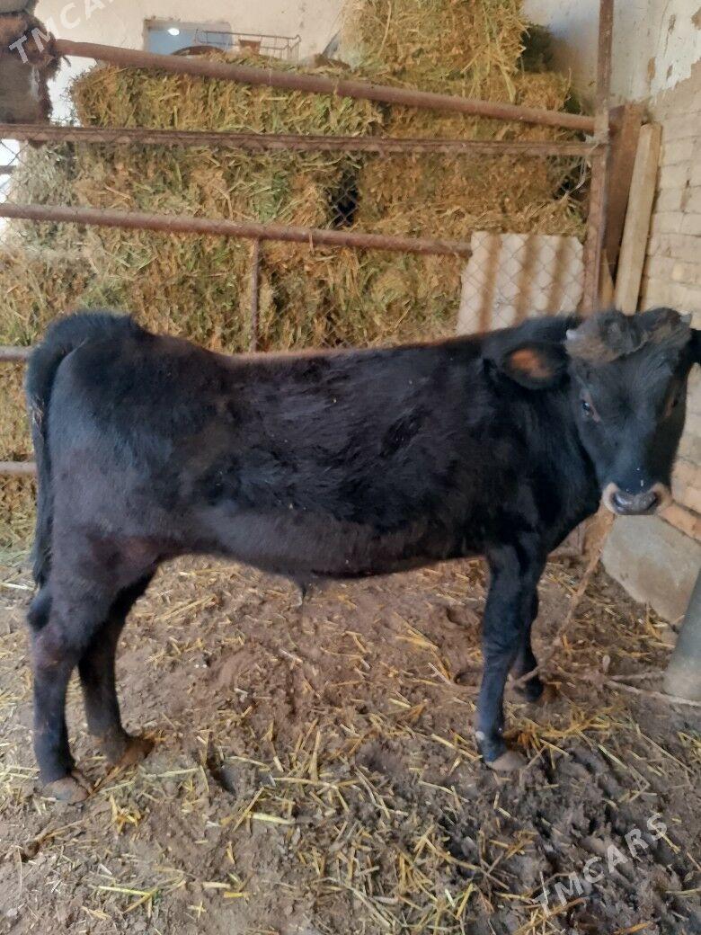 öküz - Aşgabat - img 2