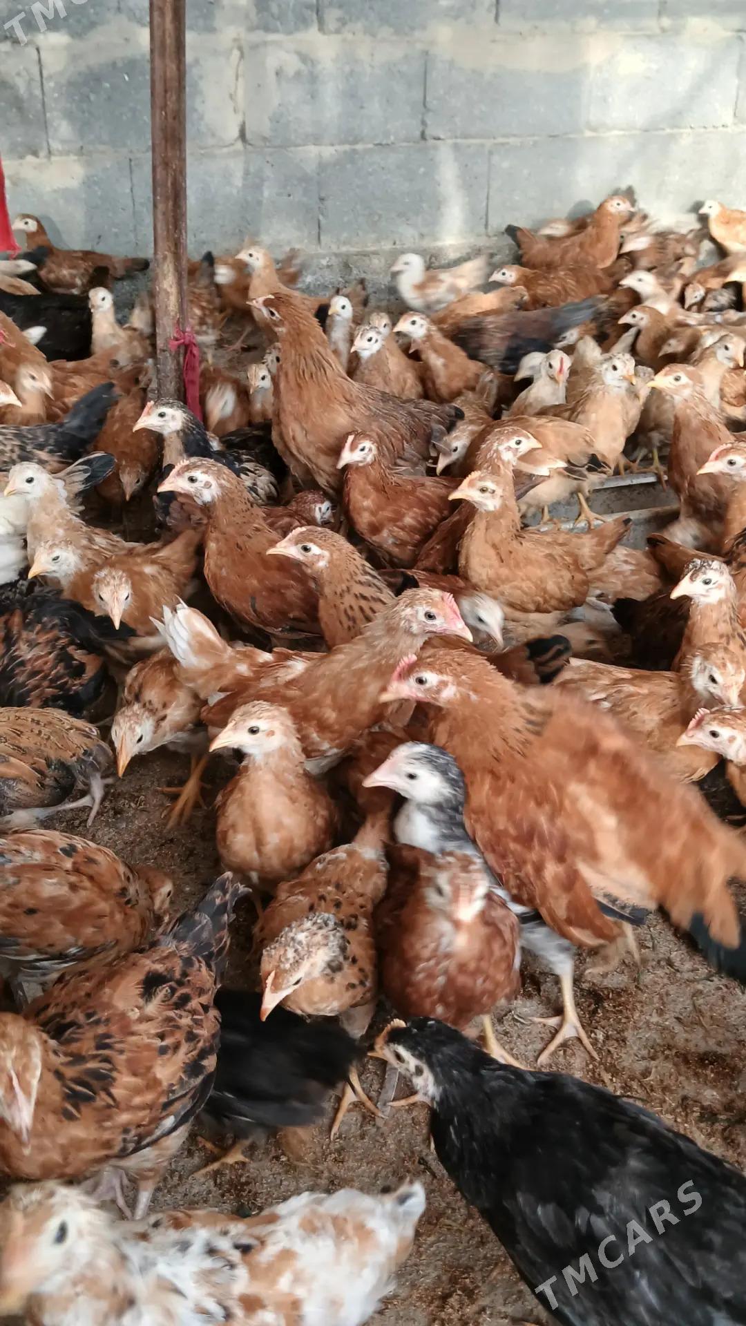 Jüýje - Гёкдепе - img 5