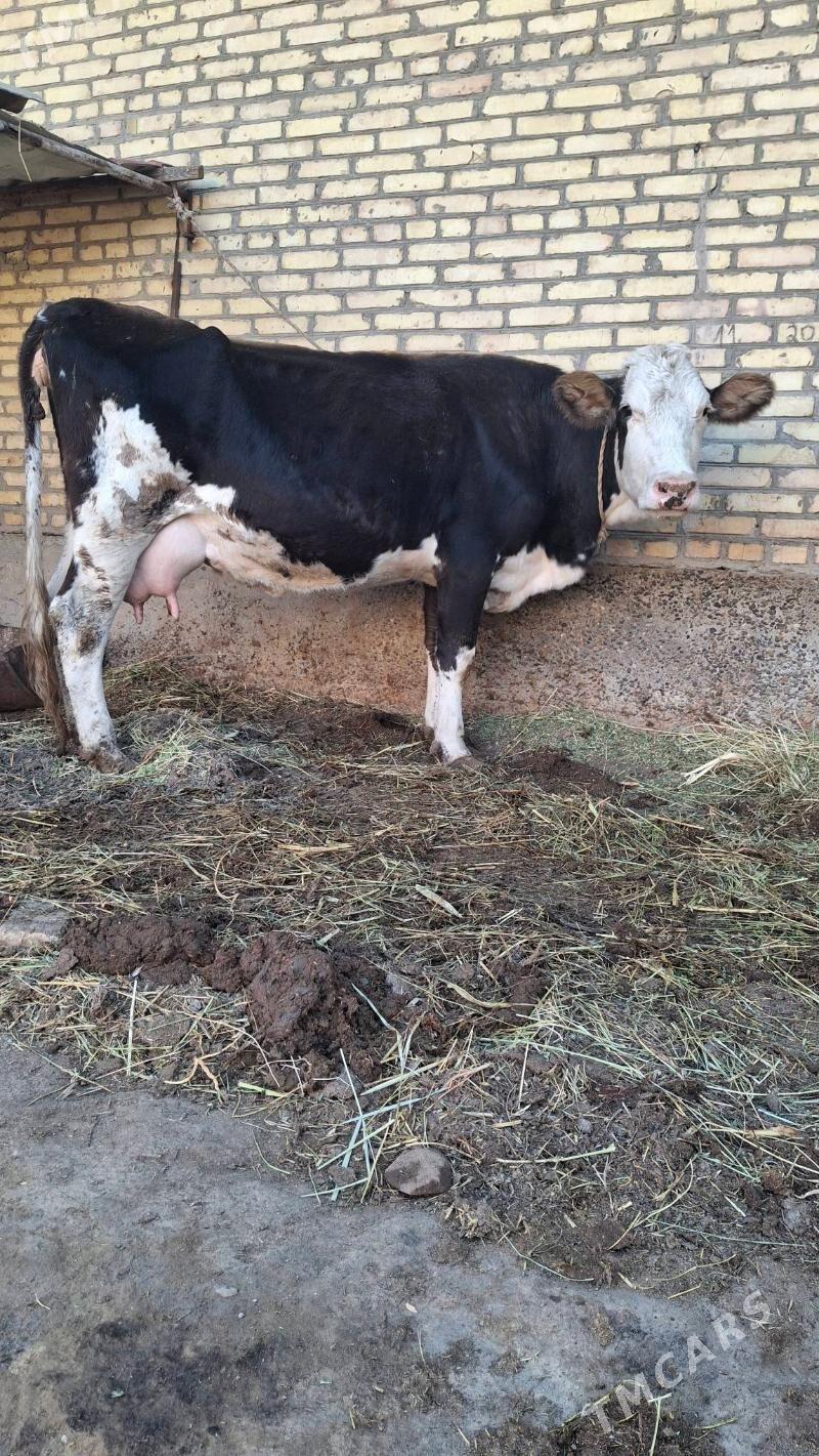 smental saglyk sygyr - Çärjew - img 4