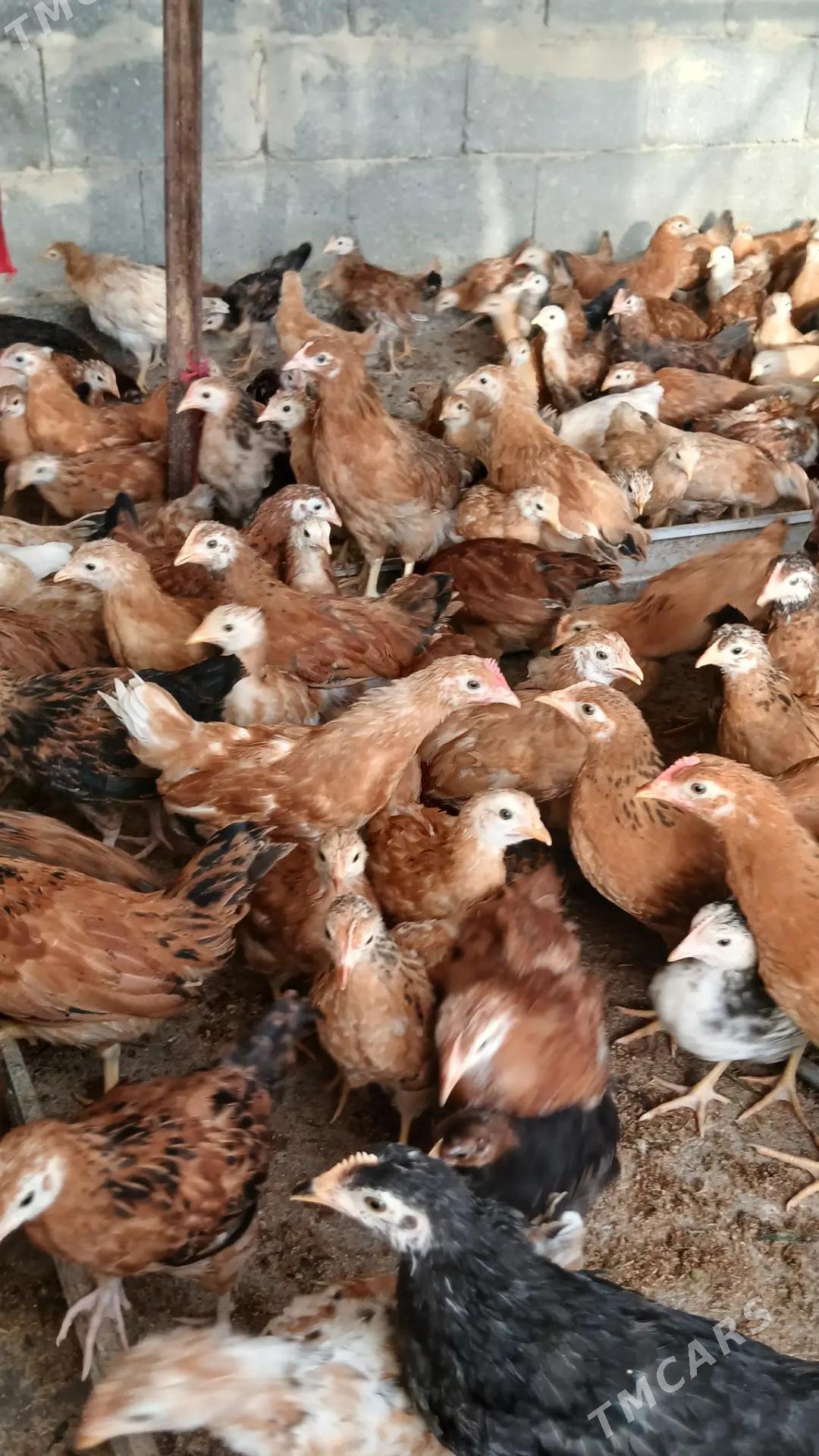 Jüýje - Гёкдепе - img 3