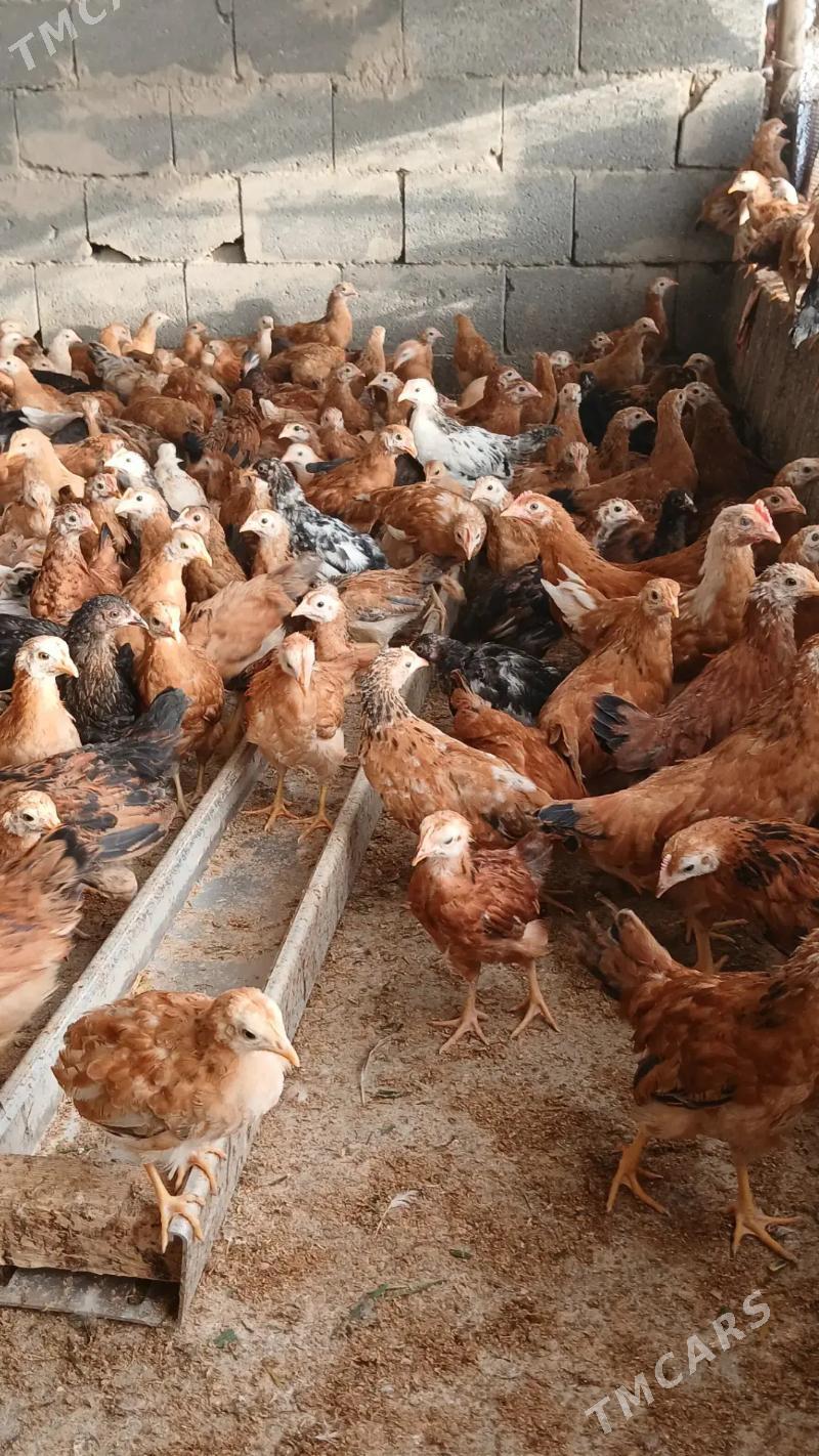 Jüýje - Гёкдепе - img 2