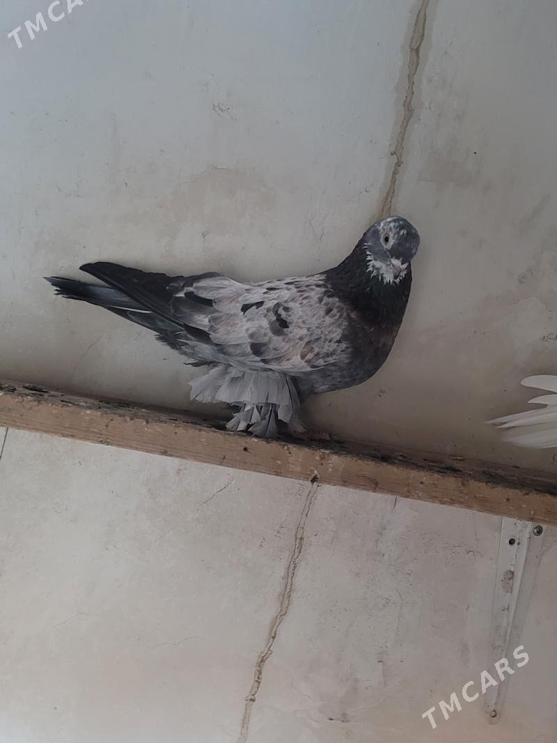 kepderi - Кёнеургенч - img 4