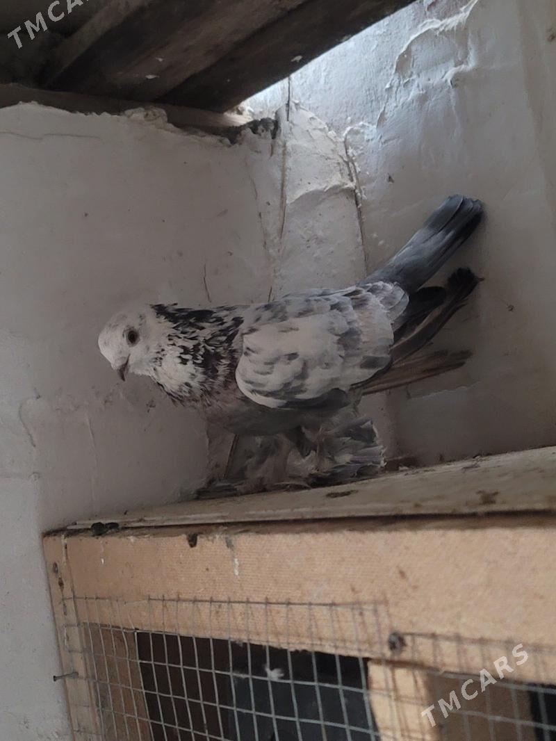 kepderi - Кёнеургенч - img 2