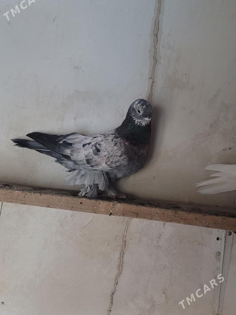 kepderi - Кёнеургенч - img 3