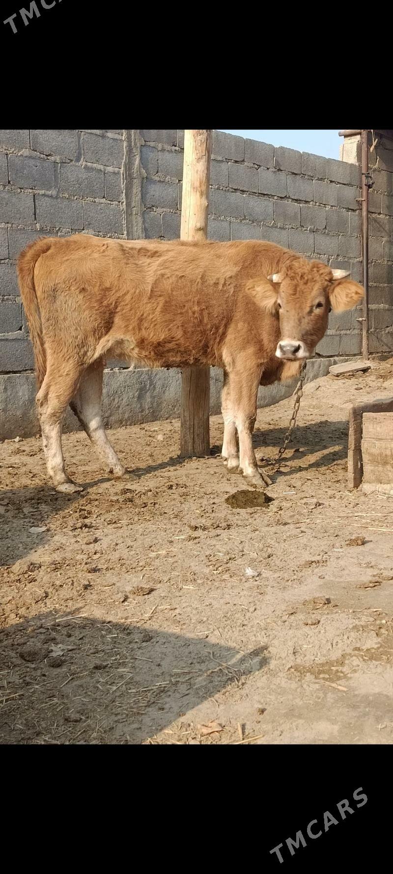 göleli sygyr - Bäherden - img 1