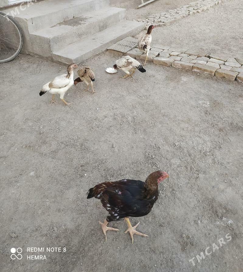 horaz towuk - Дянев - img 2