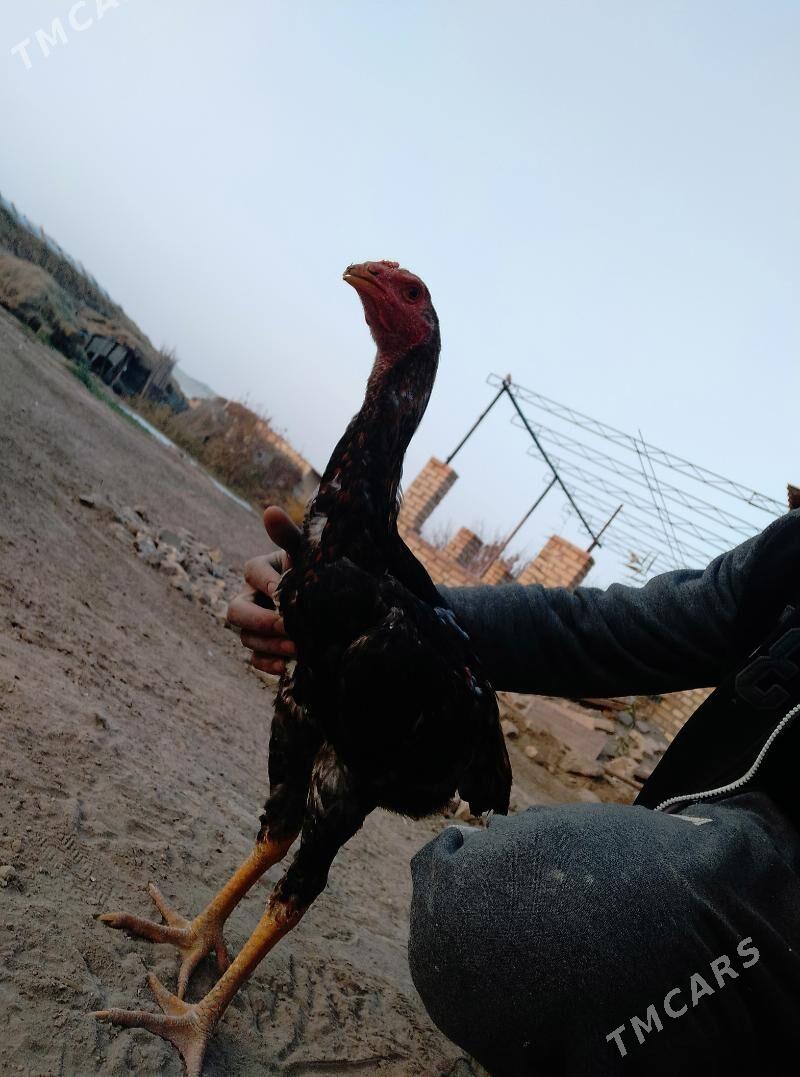 horaz towuk - Дянев - img 5