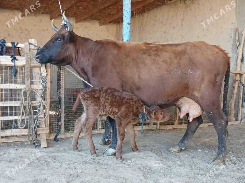 goleli - Wekilbazar - img 1