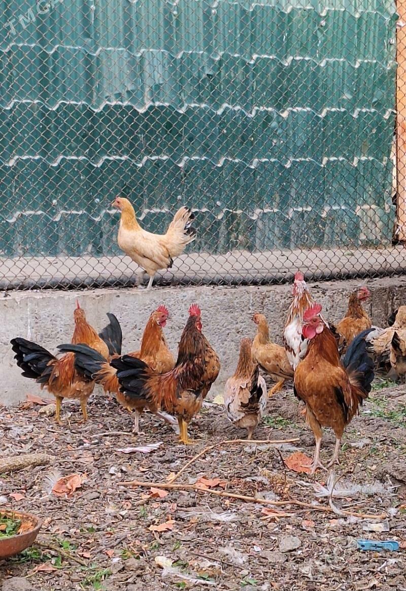 карлик - Türkmenabat - img 3