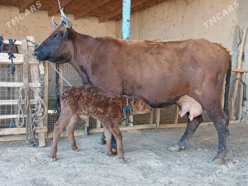 goleli - Wekilbazar - img 7