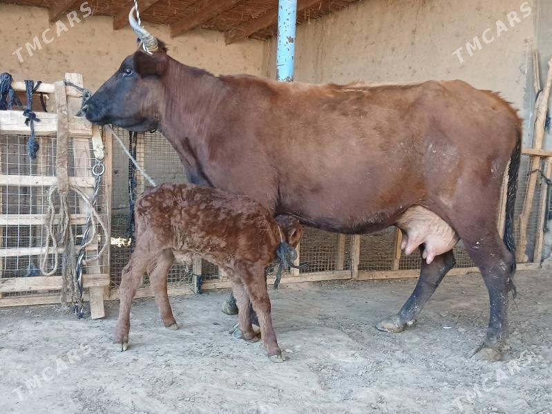 goleli - Wekilbazar - img 2