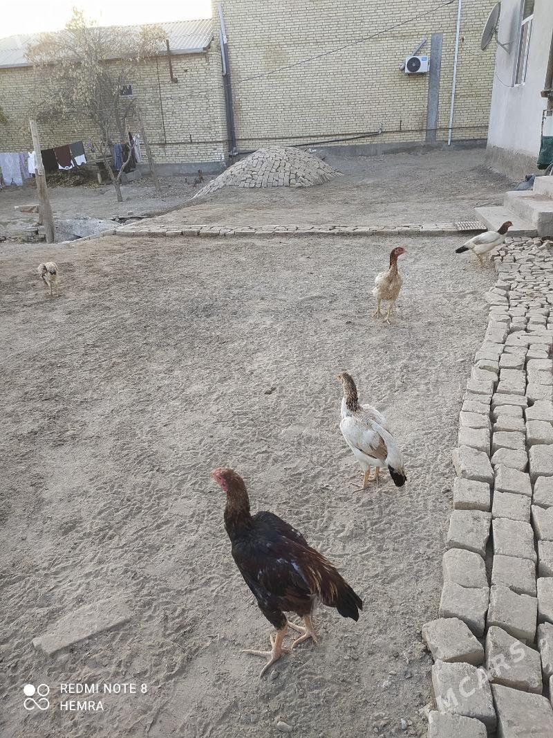 horaz towuk - Дянев - img 3