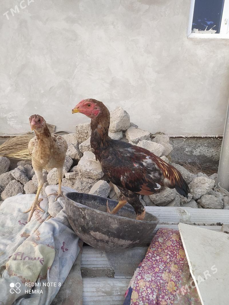 horaz towuk - Дянев - img 4