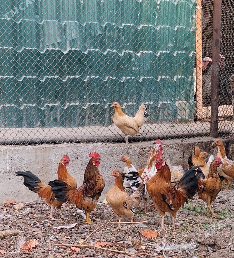 карлик - Türkmenabat - img 2