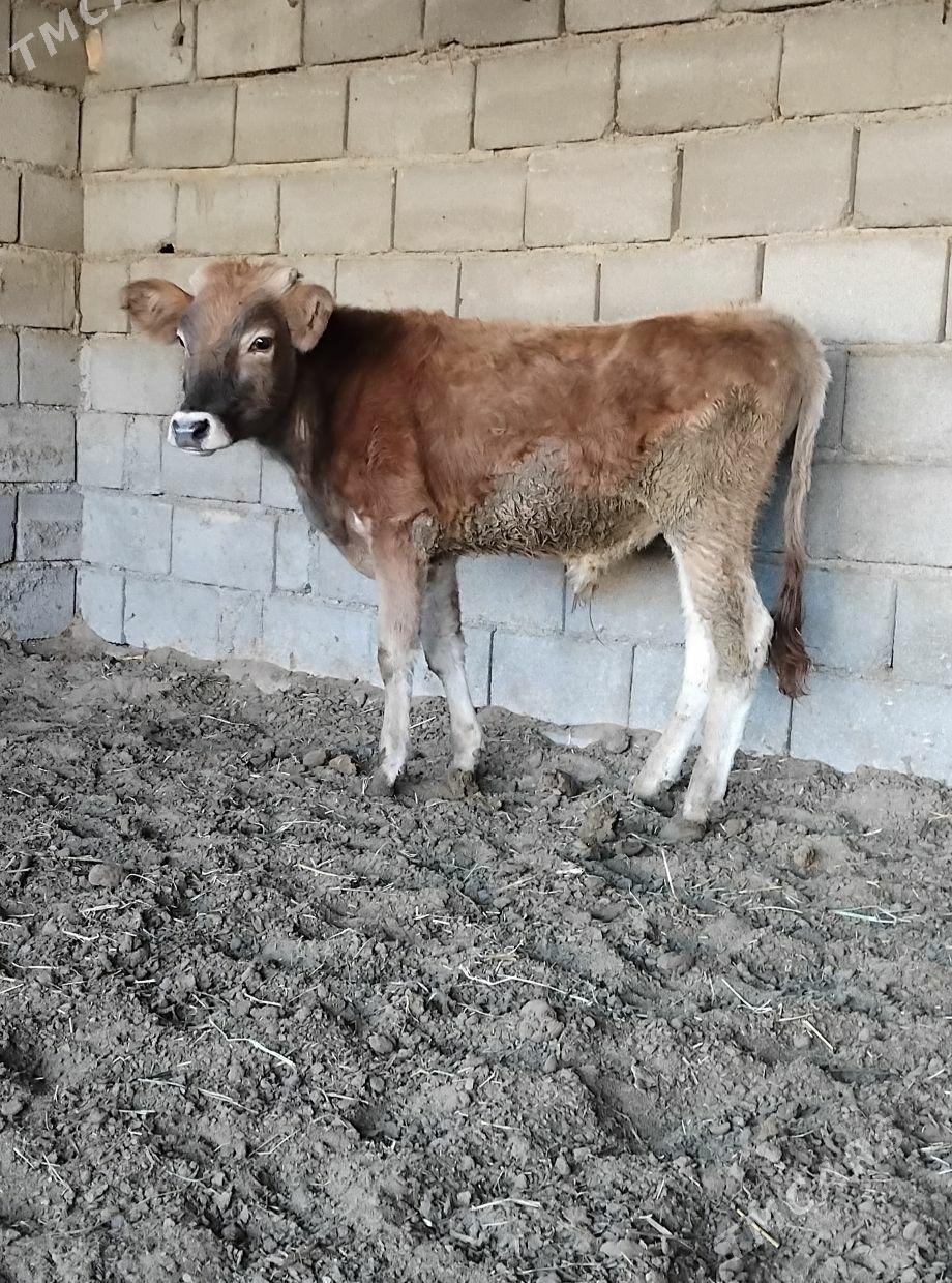 ŠWES OKUZ - Büzmeýin - img 2