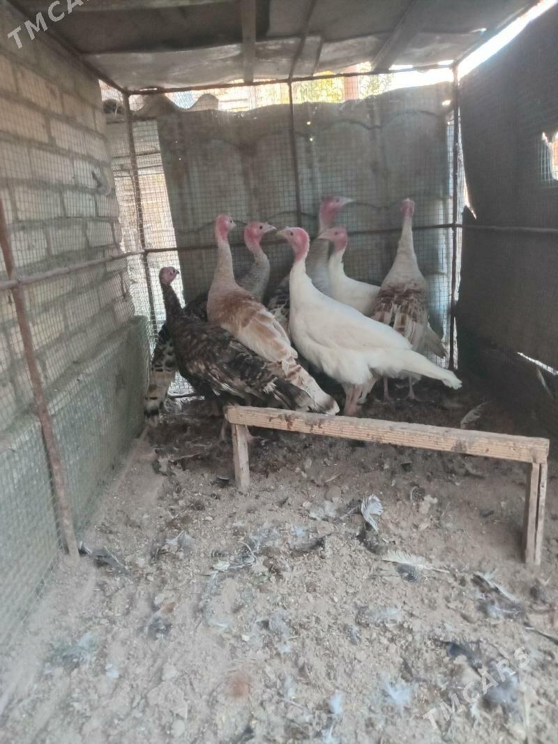 индюк, - Farap - img 4