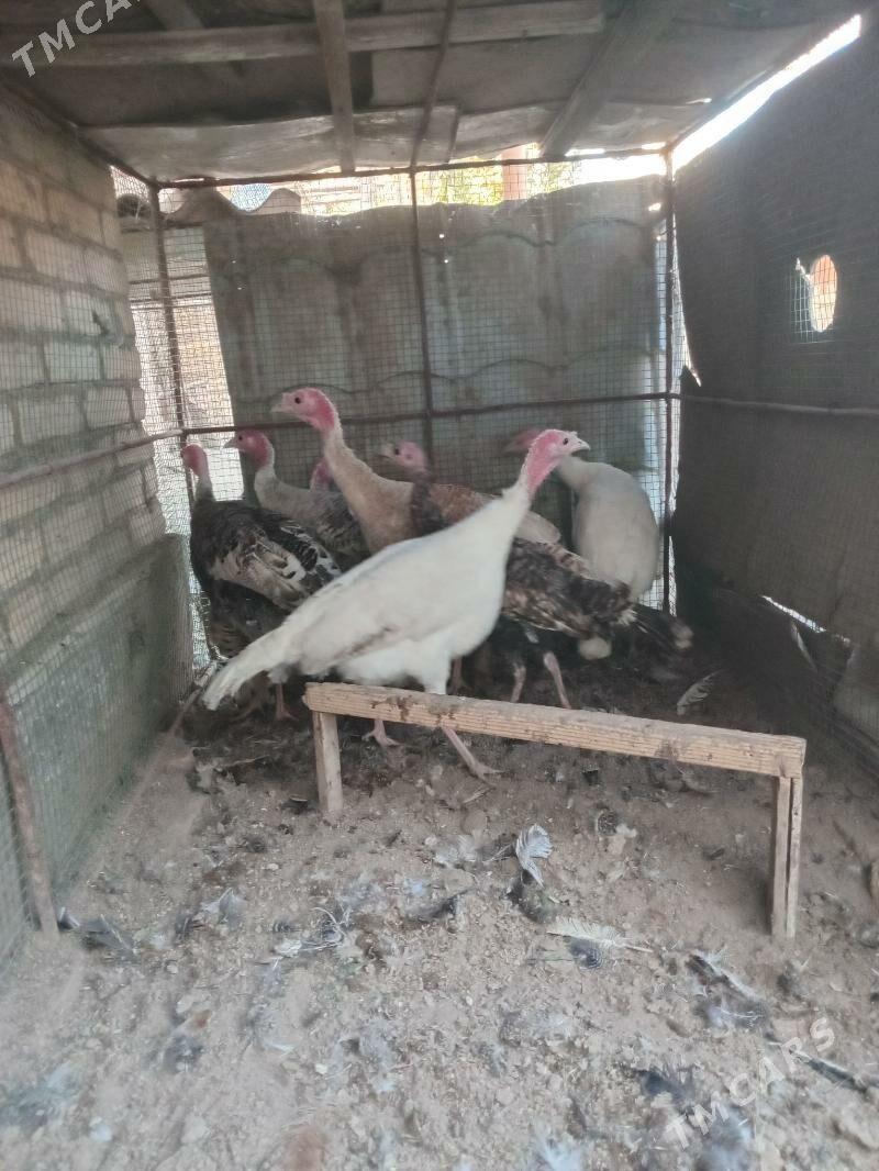 индюк, - Farap - img 3