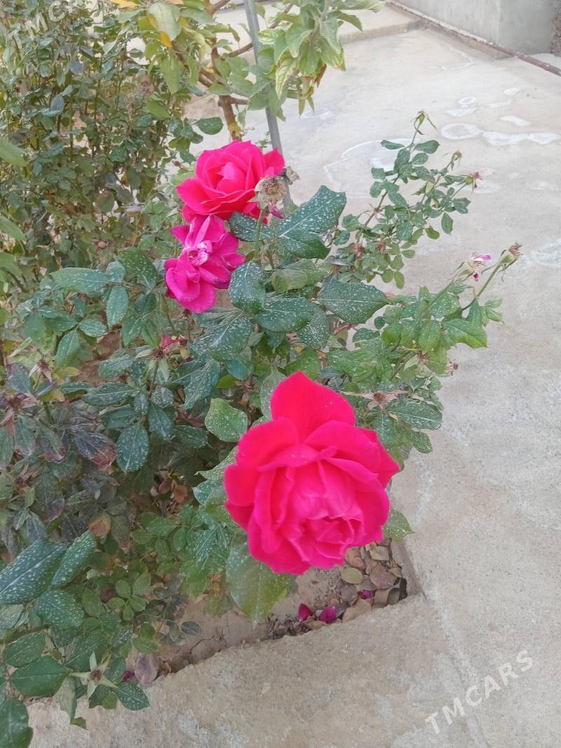 Bag. Miweli Nahal - Gyzylarbat - img 6