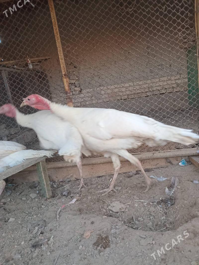 индюк, - Farap - img 2