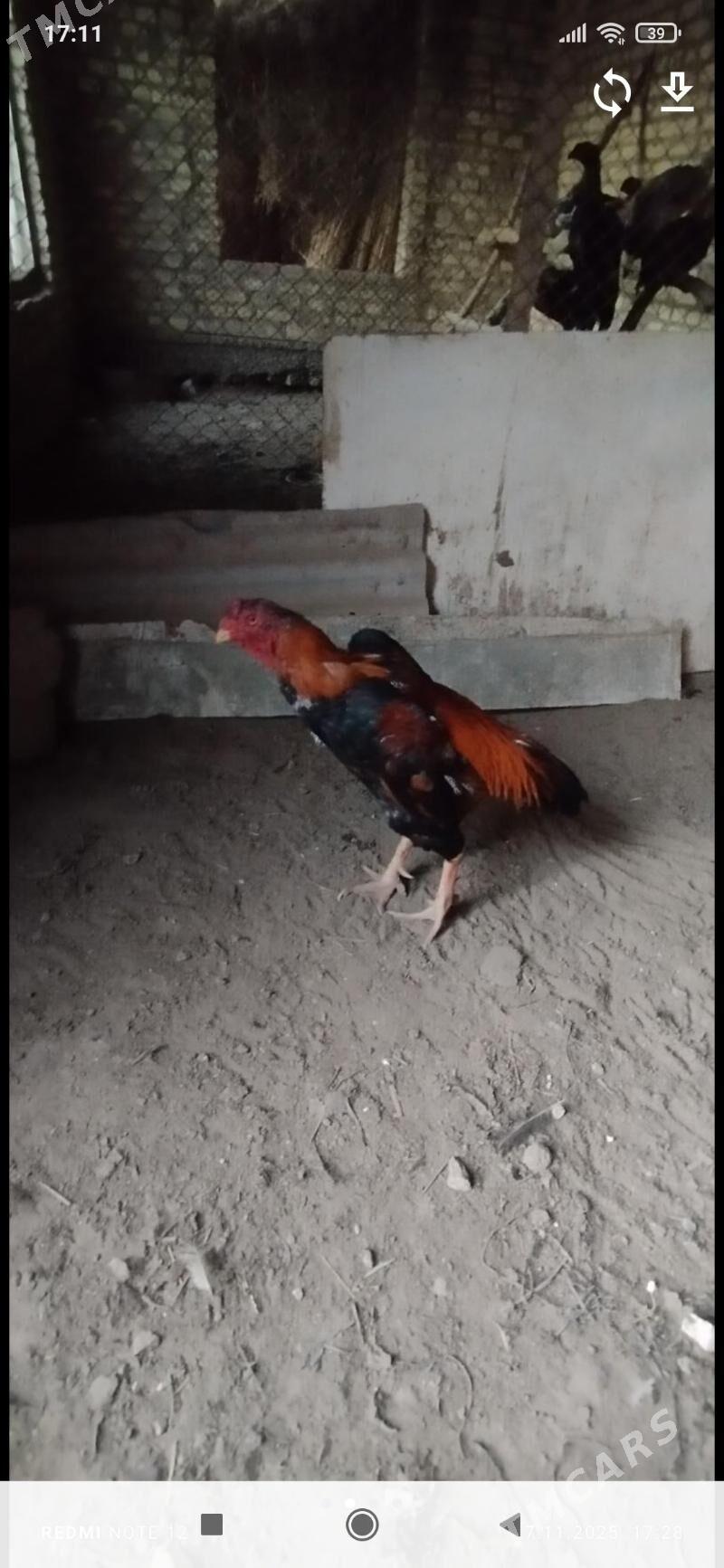 Horaz - Dänew - img 3