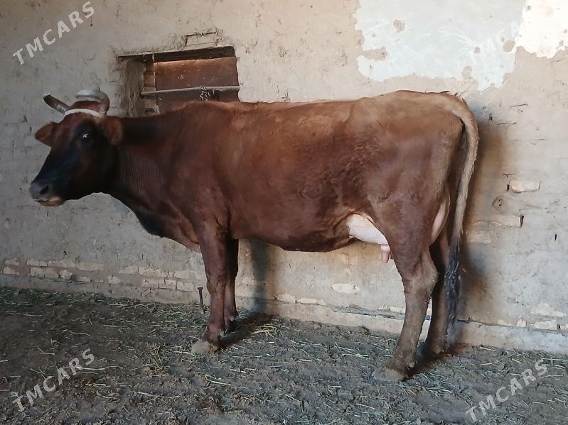 goleli - Wekilbazar - img 6