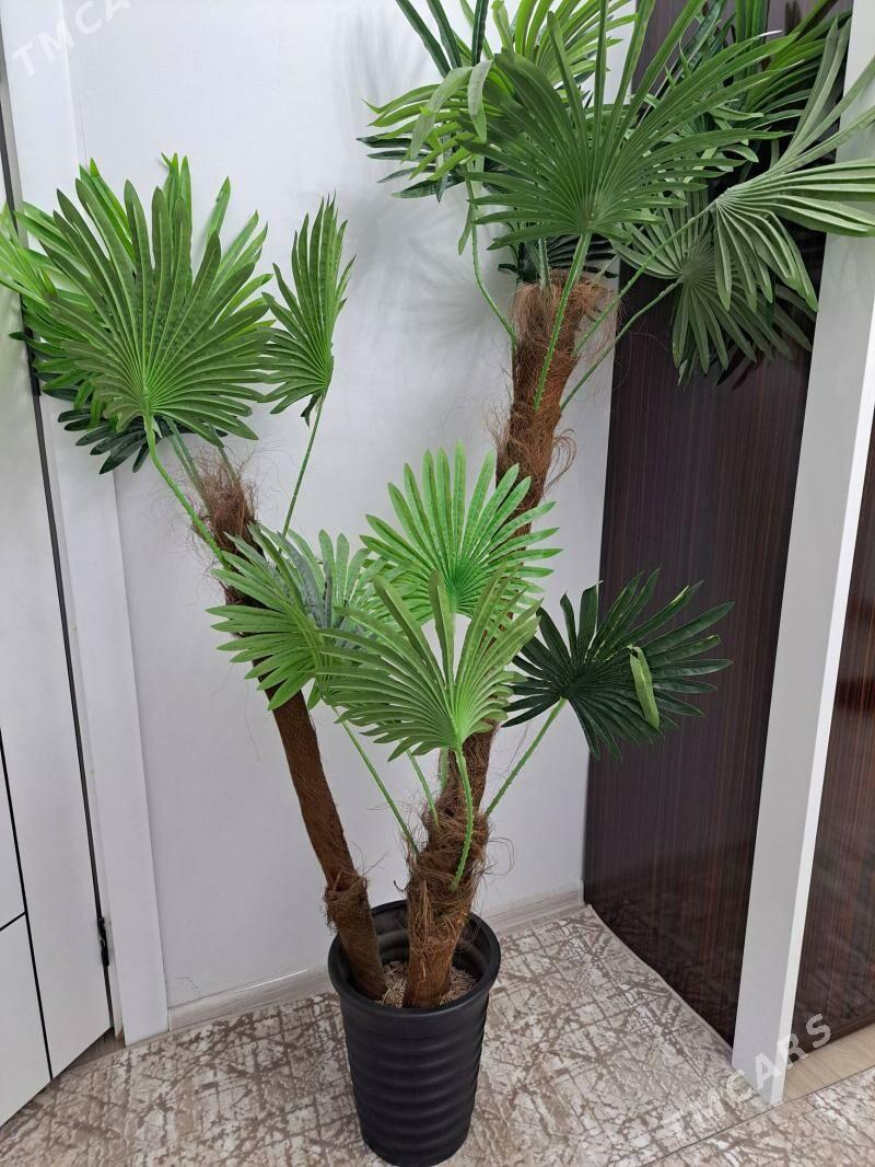 Palma - Aşgabat - img 1